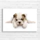 Adorable Bulldog Puppy on White Canvas Print