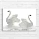 Elegant Swans Graceful Wings Canvas Print