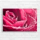 Vibrant Pink Rose with Dewdrops Canvas Print