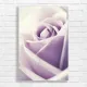 Soft Lavender Rose Close-Up Canvas Print