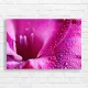 Vibrant Magenta Gladiolus Macro Canvas Print