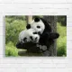 Adorable Panda Hugs Canvas Print