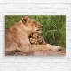 Majestic Lioness & Cubs Serene Moment Canvas Print