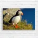 Atlantic Puffin Coastal Bird Canvas Print