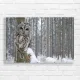 Snowy Forest Owl Wisdom Canvas Print