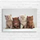 Adorable Kitten Friends British Shorthair Canvas Print