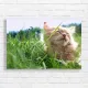 Joyful Kitten in Grass Canvas Print