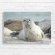 Adorable Seal Beach Scene Canvas Print