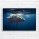 Majestic Humpback Whale Underwater Canvas Print