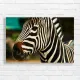 Bold Zebra Portrait Canvas Print - Wildlife Decor