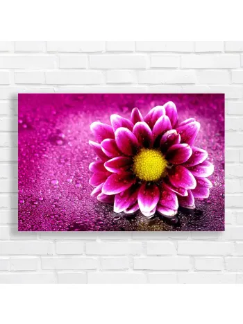 Vibrant Daisy Dewdrops Canvas Print