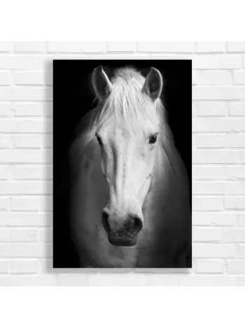 Majestic White Horse Black and White Canvas Print
