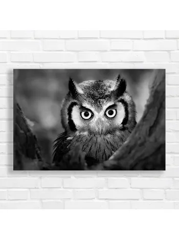 Intense Owl Portrait B&W Canvas Print