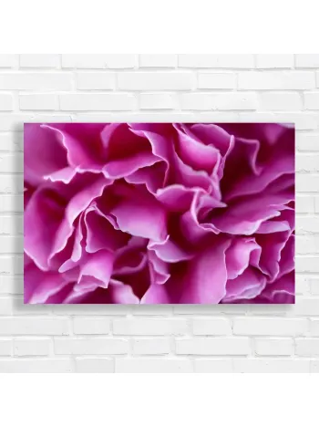 Vibrant Pink Peony Petals Abstract Canvas Print