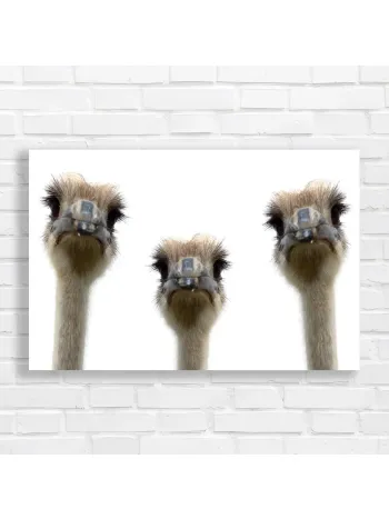 Quirky Ostrich Trio Canvas Print
