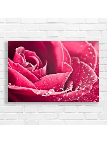 Vibrant Pink Rose with Dewdrops Canvas Print