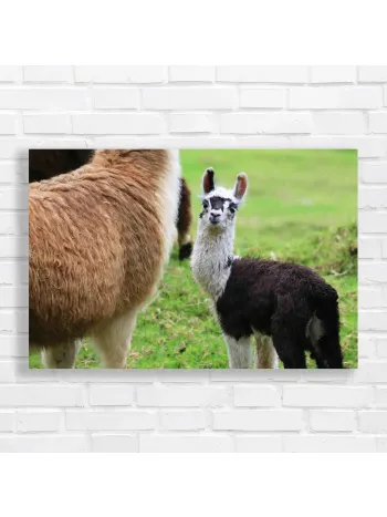Adorable Baby Llama Farm Animal Canvas Print