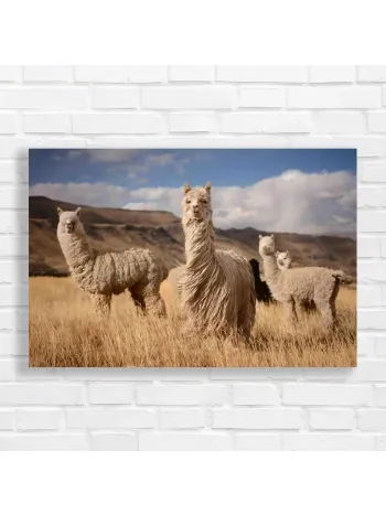 Andean Alpaca Herd Canvas Print