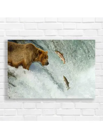 Majestic Bear Hunting Salmon Canvas Print