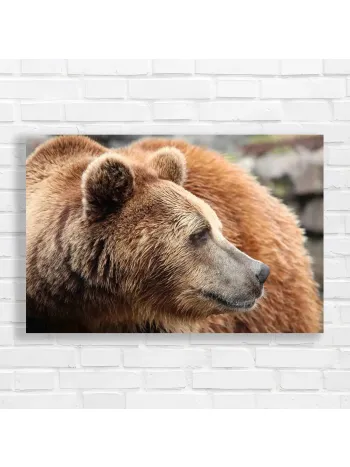 Majestic Brown Bear Close-Up Canvas Print