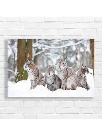 Majestic Lynx Family in Snow Canvas Print