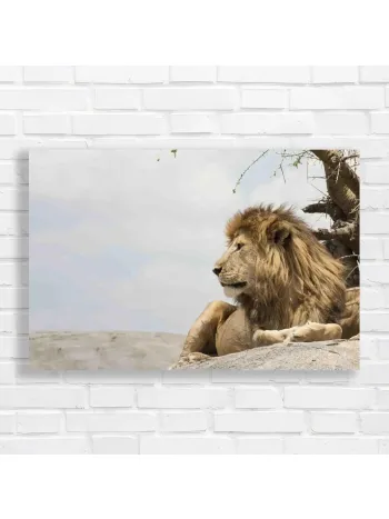 Majestic Lion King Safari Canvas Print