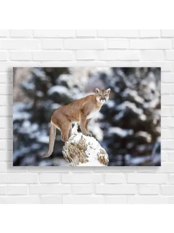 Majestic Mountain Lion Snow Canvas Print