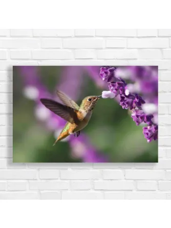Hummingbird & Lavender Bloom Canvas Print