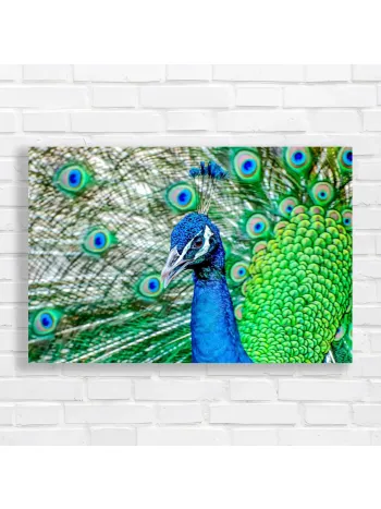 Majestic Peacock Eye Close-up Canvas Print