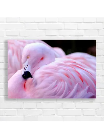 Serene Pink Flamingo Feather Detail Canvas Print