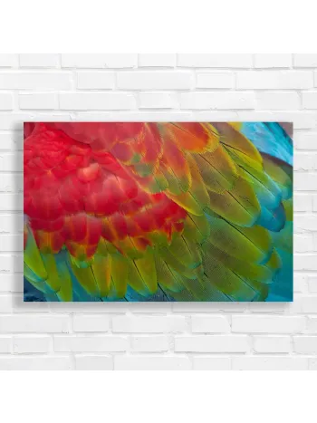 Vibrant Macaw Feathers Canvas Print
