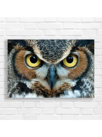 Majestic Owl Eyes Wildlife Canvas Print