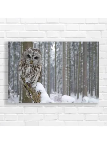 Snowy Forest Owl Wisdom Canvas Print