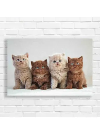 Adorable Kitten Friends British Shorthair Canvas Print