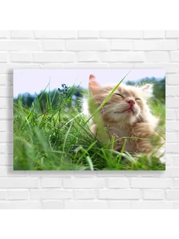 Joyful Kitten in Grass Canvas Print