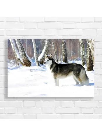 Majestic Husky in Winter Forest Canvas Print