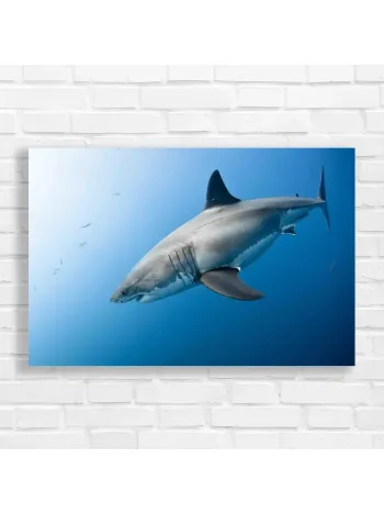 Majestic Great White Shark Underwater Canvas Print