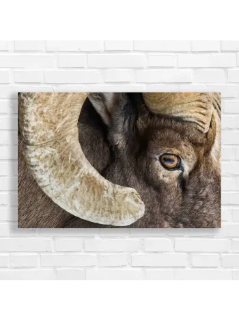 Majestic Ram Horns Wildlife Canvas Print
