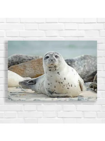 Adorable Seal Beach Scene Canvas Print