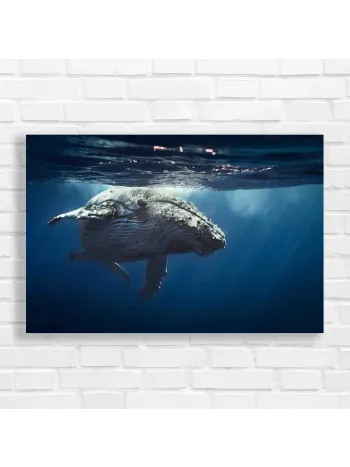 Majestic Humpback Whale Underwater Canvas Print