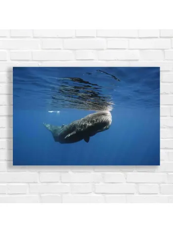 Majestic Sperm Whale Ocean Scene Canvas Print