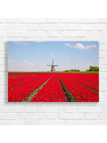 Red Tulip Field Windmill Canvas Print