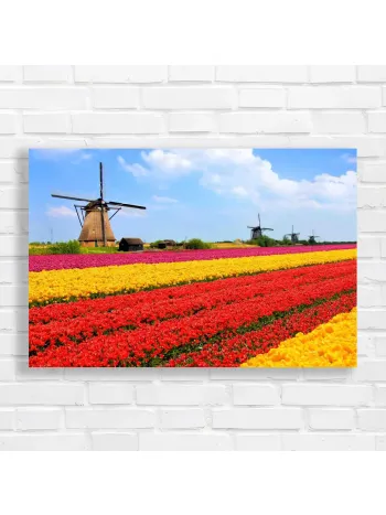 Vibrant Tulip Fields & Windmills Canvas Print